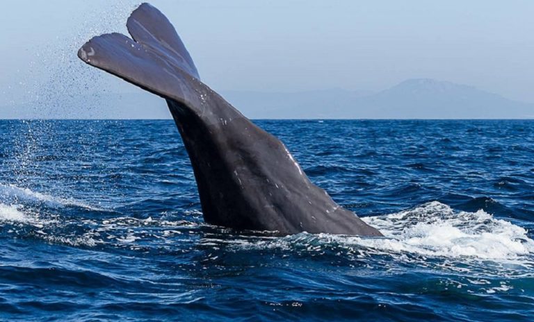 Whale watching – Tarifa in Spain