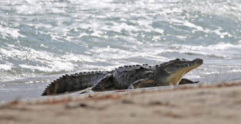 What To Do When You See A Crocodile On The Beach In Tarifa Climate Change
