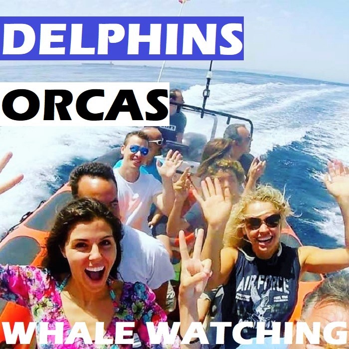 Best whale watching tour in Tarifa