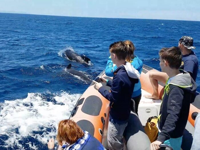 exclusive whale watching in Tarifa