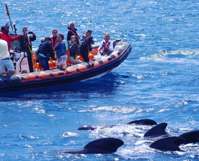 whale watching in tarifa observing whales from a zodiac peedboat