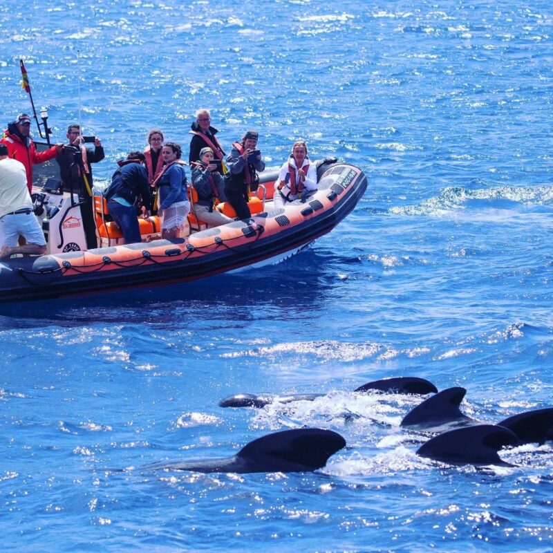 The best WHALE WATCHING tour in Tarifa